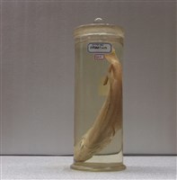 藏品(尖頭狐鯛)的圖片